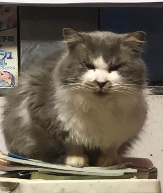 保護された1匹だとされたネコ（写真は、うさ＠____Usaさん提供）