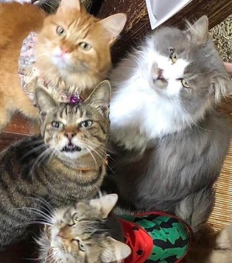 右上が今回のネコ（写真は、うさ＠____Usaさん提供）