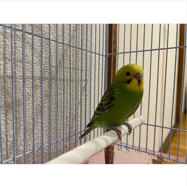 迎えた「ぴーちゃん」。小林礼奈さんのブログより