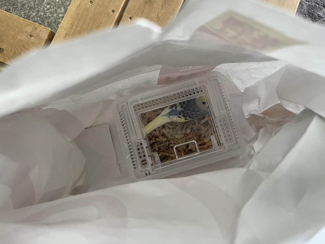 紙袋に入れられたインコ（写真は、NPO法人ことりのおうち（＠aqua87871980）提供）