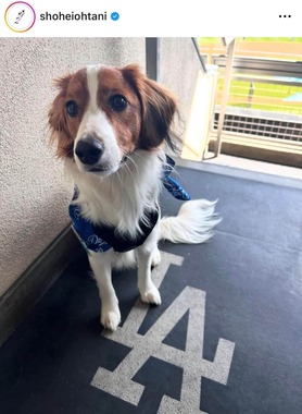 大谷選手のインスタグラムより