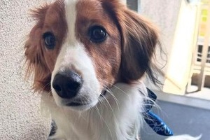 「何が入ってるのかな」大谷翔平、愛犬デコピンと球場入り　デコピンの背中に注目「ランドセル背負ってるー」