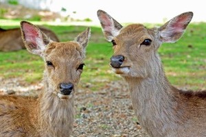 「天然記念物」奈良のシカを叩き、蹴り上げる　動画が拡散、公園管理する県が見解「不適切な行為」