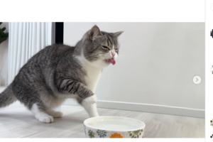 猫に炭酸水を与える...　人気ペット系YouTuber動画が物議→非公開に