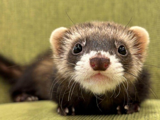 「ペットの専門店コジマ」町田店が撮影した（写真提供：コジマ）