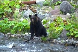 北海道猟友会がヒグマ駆除拒否を検討、道は報道で把握「情報収集中」　ハンターの担い手どうなる？