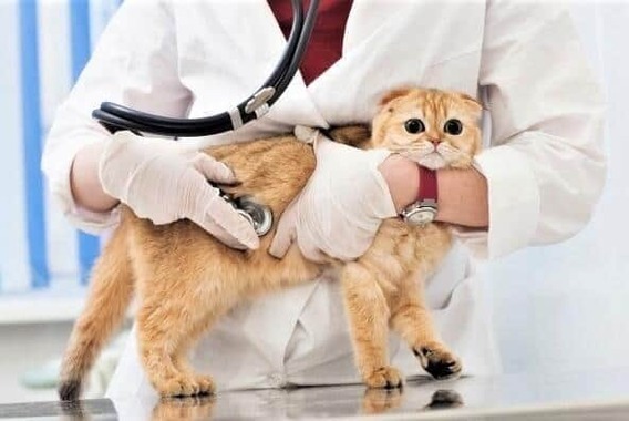 かかりつけ獣医の診療を受ける猫（写真はイメージ）
