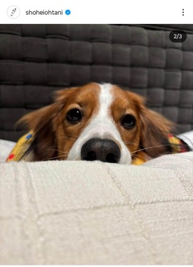 大谷翔平選手のインスタグラム（＠shoheiohtani）より