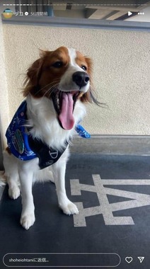 大谷翔平選手のインスタグラム（＠shoheiohtani）より