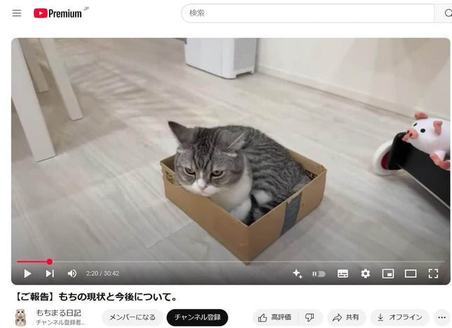 YouTubeチャンネル「もちまる日記」で2025年5月4日に公開された動画で、「もちまる」の近況を紹介。「もちまる」は段ボールに入っている