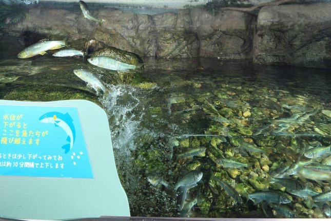 オイカワの遡上シーン（提供：姫路市立水族館）
