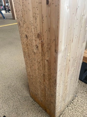 柱に大量の虫が……。Amo / あもさん（＠x_t126）提供、5月17日撮影