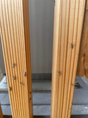 柱に止まる虫。Amo / あもさん（＠x_t126）提供、5月17日撮影