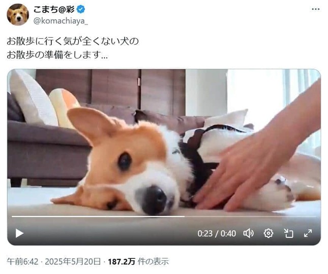 Xユーザー「こまち@彩」（＠komachiaya_）さんの2025年5月20日の投稿より