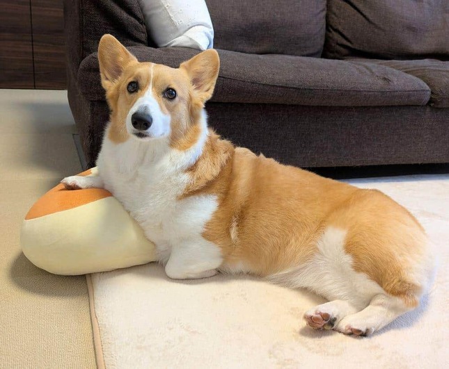 Xユーザー「こまち@彩」（＠komachiaya_）さんの2025年4月23日の投稿より