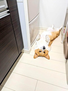 Xユーザー「こまち@彩」（＠komachiaya_）さんの2025年4月10日の投稿より