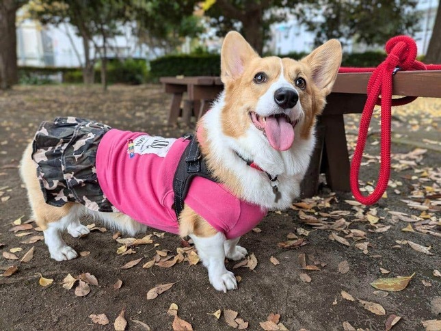 Xユーザー「こまち@彩」（＠komachiaya_）さんの2024年11月16日の投稿より