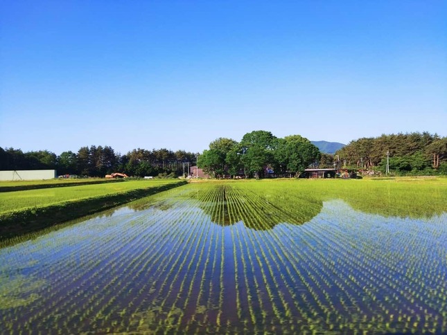 コメの価格の適切な水準は？（写真はイメージ）