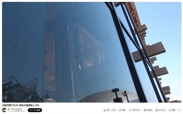 「おーちゃん」の動画。ユスリカ大量発生の原因を解説した