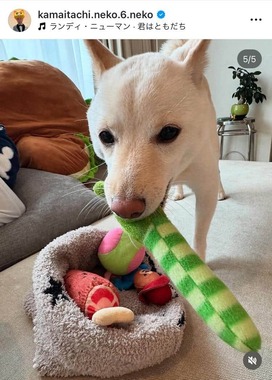 山内健司さんのインスタグラム（＠kamaitachi.neko.6.neko）より