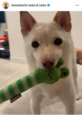 山内健司さんのインスタグラム（＠kamaitachi.neko.6.neko）より