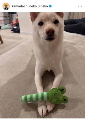 山内健司さんのインスタグラム（＠kamaitachi.neko.6.neko）より