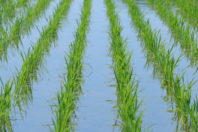 コメの値段はなぜ下がらないのか（写真はイメージ）