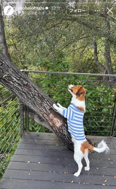 大谷翔平選手のインスタグラム（＠shoheiohtani）より