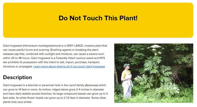 ニューヨーク州の公式サイトより。バイカルハナウドの注意喚起
