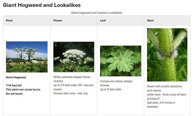 ニューヨーク州の公式サイトより。バイカルハナウドの注意喚起
