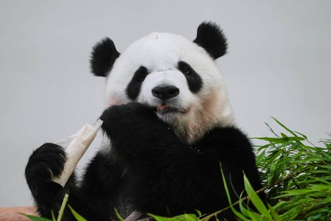 和歌山県からパンダは姿を消した。再貸与を中国に「お願い」すべきなのか（写真：AP/アフロ）