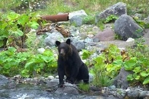 札幌市議が「ヒグマ駆除」めぐるクレーム電話に妙案　「ナビダイヤル10秒300円くらいで」