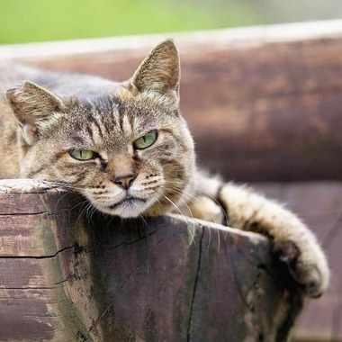 8月8日は「世界猫の日」