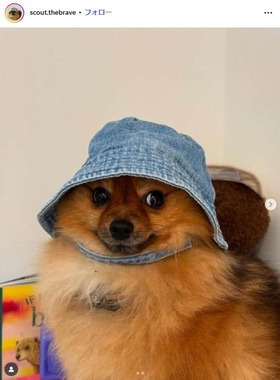 ケイラ・クライネさんの愛犬・スカウトのインスタグラム（＠scout.thebrave）より