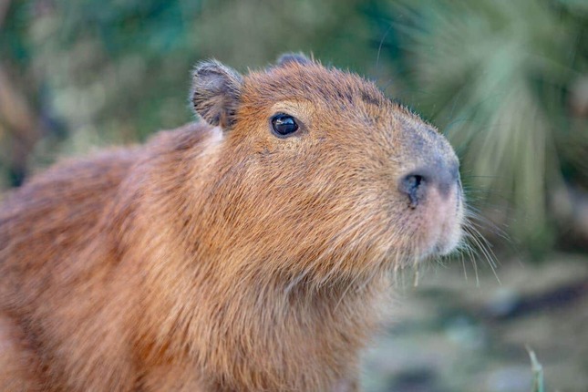 竹島水族館リニューアルで「カピバラ」エリアが出来た（同館提供）