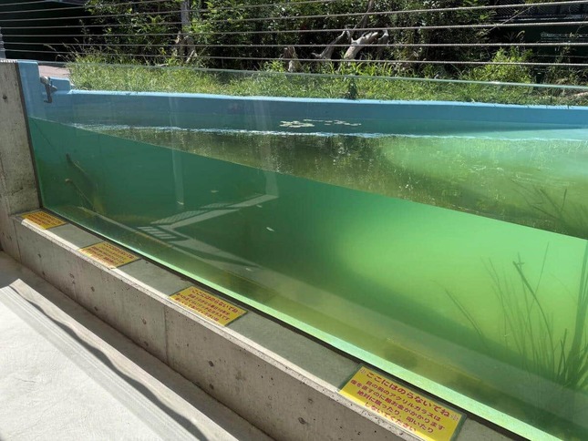 竹島水族館リニューアルで「カピバラ」エリアが出来た（同館提供）