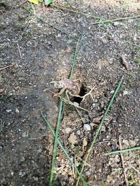 7月末に見られたという「朝に羽化を始めたセミ」（写真提供：東洋産業の大野竜徳さん）