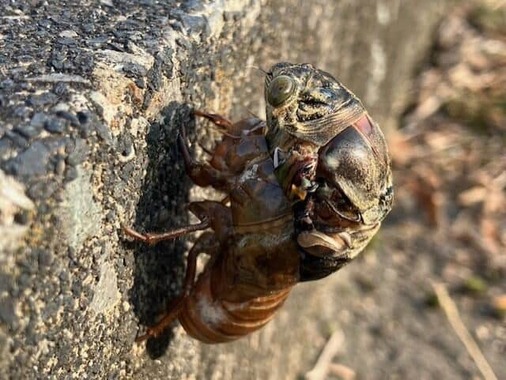 7月末に見られたという「羽化に失敗したセミ」（写真提供：東洋産業の大野竜徳さん）