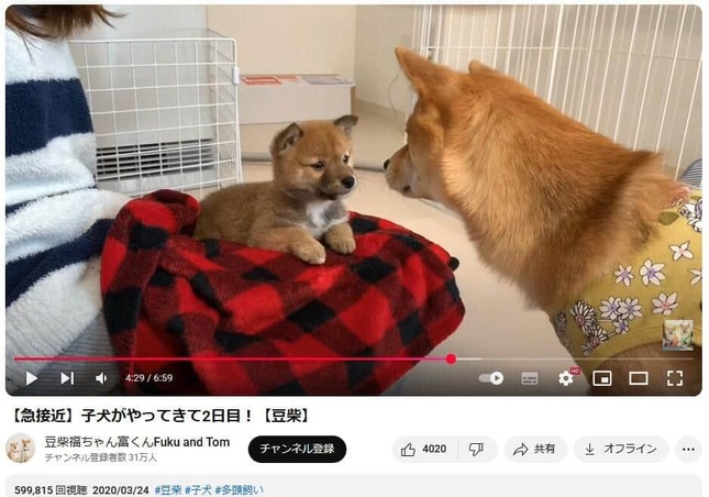 YouTubeチャンネル「豆柴福ちゃん富くんFuku and Tom」で2020年3月24日に公開された動画より