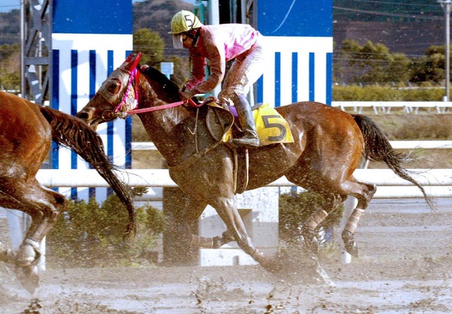 ハルウララは多くのファンに親しまれた（写真は2004年の高知競馬で）（写真：スポーツ報知/アフロ）