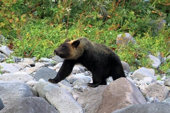 ヒグマに出くわしたら、どうすれば