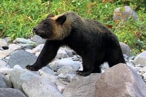 ヒグマが襲ってきた→ハンターが発砲、駆除したら「無許可だから違法」に？　身を守るにも処罰覚悟なのか