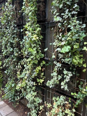 渋谷ストリームの壁面緑化。写真提供：Xユーザー・KIRIN（＠Kirinsan4567）さん