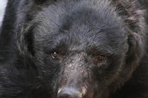 「クマ、クマ、クマ...」「乗れ！ 乗れ！」　窮地の82歳女性救ったドライバーに賞賛の声