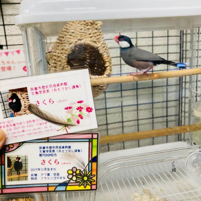 「課鳥」を務める桜文鳥・さくら。「弥富市歴史民俗資料館」公式X（＠yatomi_rekimin）より