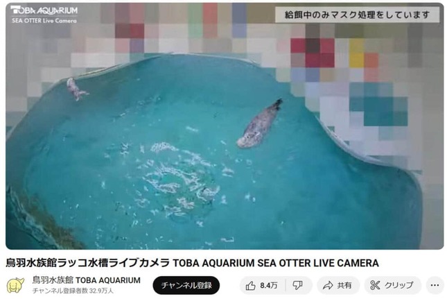 「鳥羽水族館ラッコ水槽ライブカメラ」より