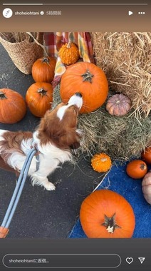 大谷翔平選手のインスタグラム（＠shoheiohtani）より