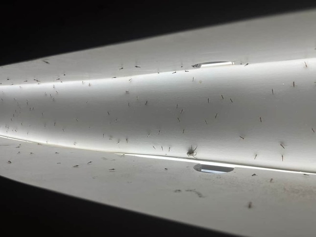 パビリオンの明かりに群がるユスリカ（25年8月撮影）
