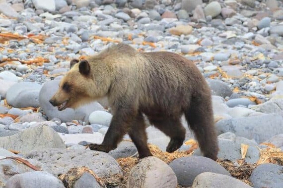 人への被害が拡大している（画像はイメージ）