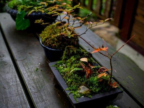 「手間をかけて育てること」が盆栽人気の秘密という